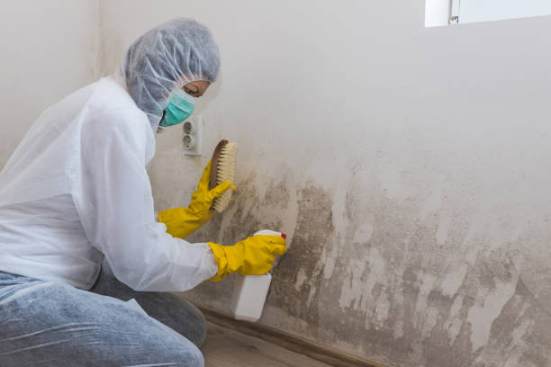 Crawl Space Mold Removal in Frederick, CO